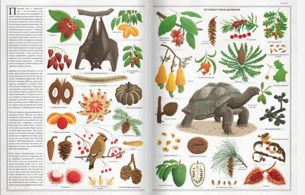 Деревья. Петр Соха